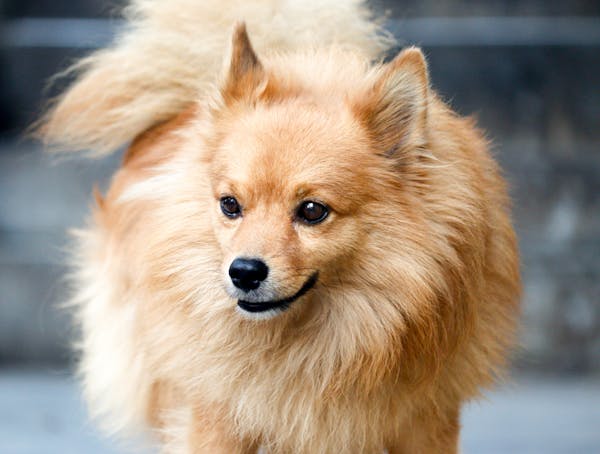 Vendre des annonces de service