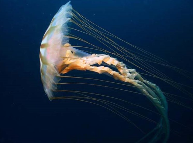 Sarahdghyn Louissaint