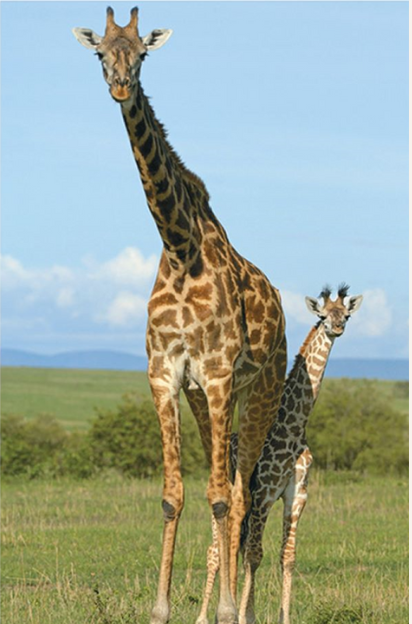 Sarahdghyn Louissaint