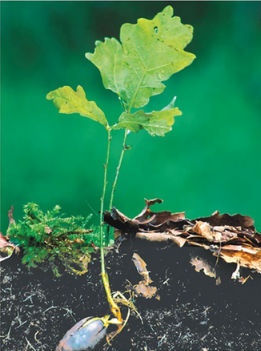 Sarahdghyn Louissaint