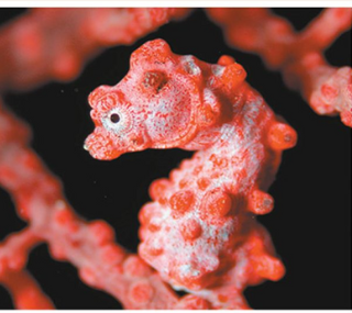 Sarahdghyn Louissaint